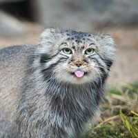 23 апреля — день манула: 8 любопытных фактов о самом пушистом хищнике