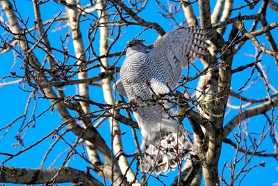 Циклон «Валли» не мешает птицам в Петербурге строить гнёзда