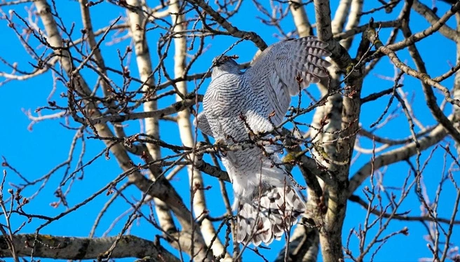 «Валли» не помеха. В Петербурге есть птицы, которые уже строят гнёзда | Источник: Станислав Крутоверцев / «Каждой твари по паре».