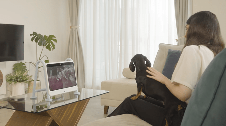 Мультики для Бобика: в Южной Корее появился специальный телевизор для собак