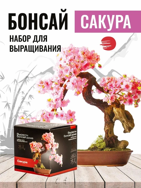 Набор для выращивания растений «Бонсай. Сакура»