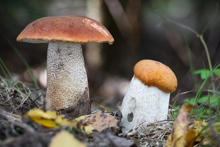 Источник: Jaroslav Machacek/Shutterstock/Fotodom.ru