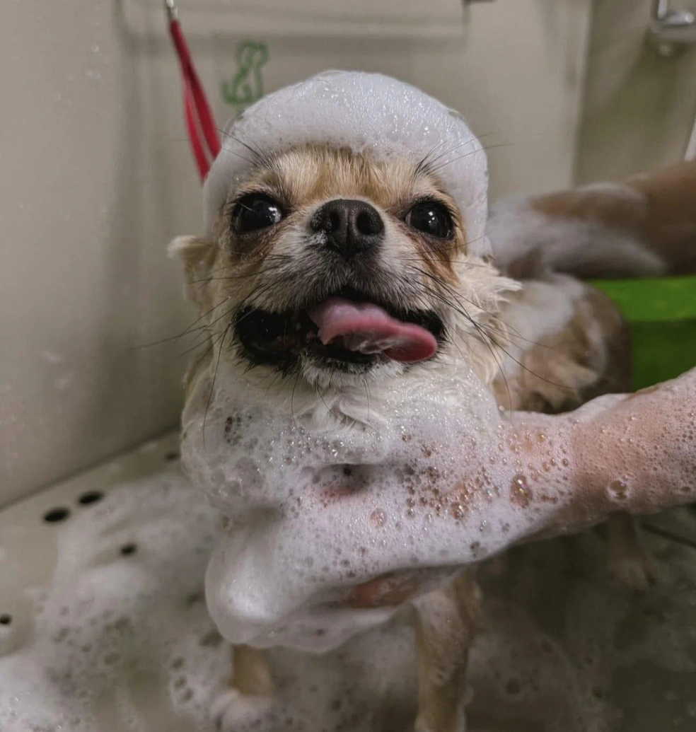 Зооцентр также оказывает услуги груминга | Источник: Предоставила Наталья Короленко