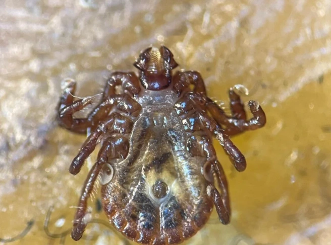 Вот так выглядит клещ Haemaphysalis longicornis, которого обнаружили в Турции | Источник: NTV / ntv.com.tr