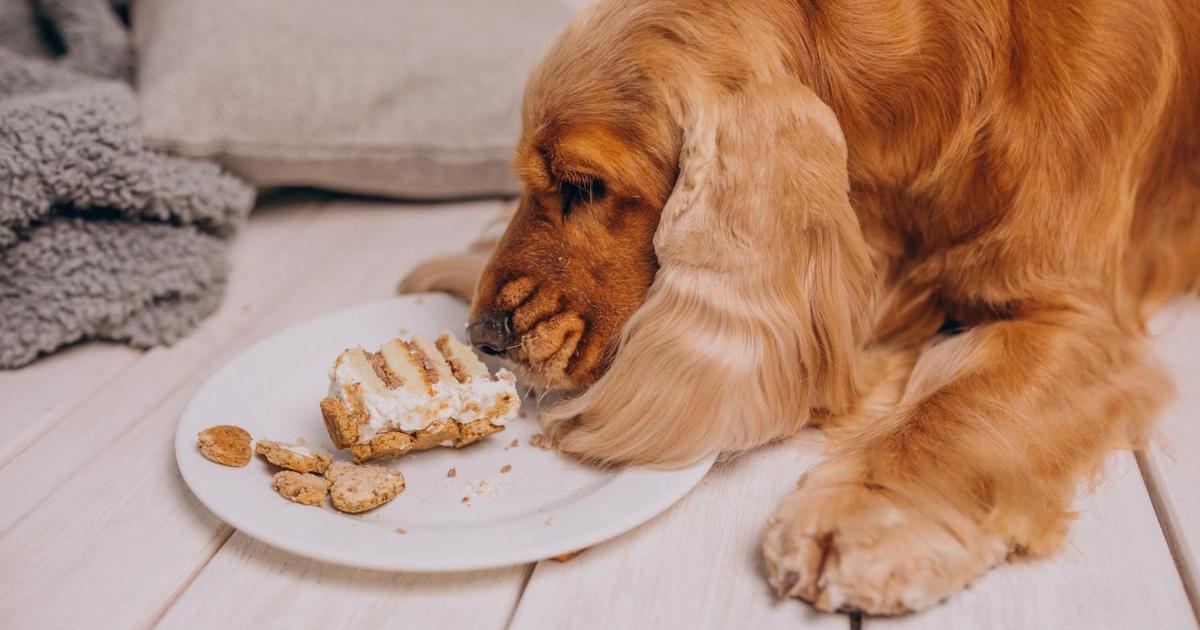 Геркулесовая каша для щенка. Каша овсяная щенку. Самое привередливое животное. Овсянку можно собакам давать. Перловая каша.