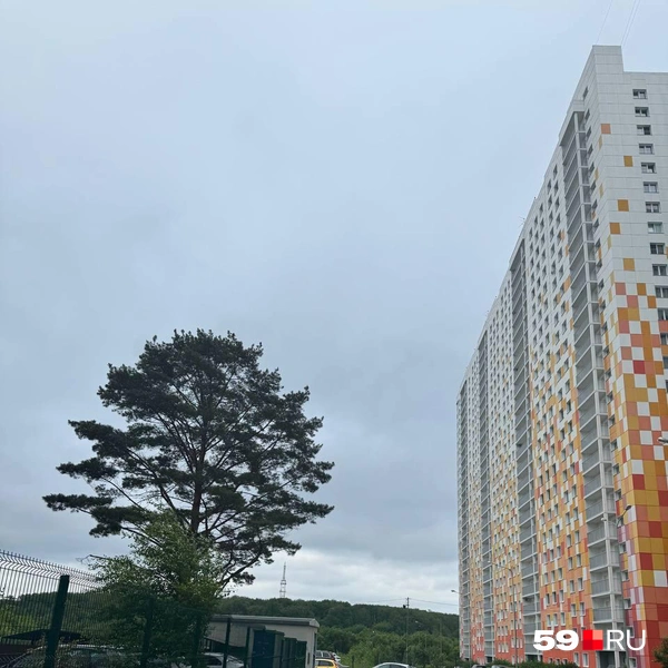 Единственное большое дерево на районе | Источник: читатель 59.RU