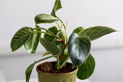 Три растения для увлажнения воздуха в доме