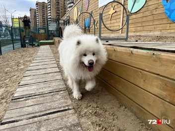 Источник: Анатолий Кузнецов / 72.RU