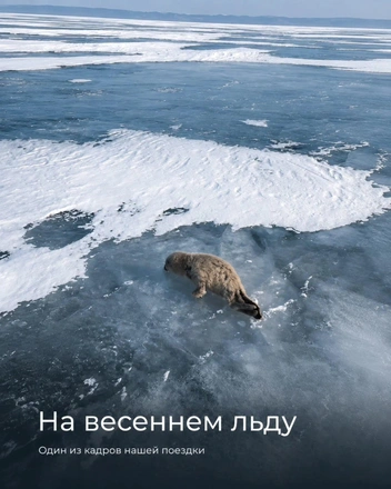 Малыш не выжил, но после него в Бурятии появился центр спасения нерп | Источник: @nerpaland / Instagram (экстремистская организация, деятельность запрещена на территории РФ)