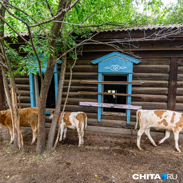 Источник: Олег Фёдоров / CHITA.RU