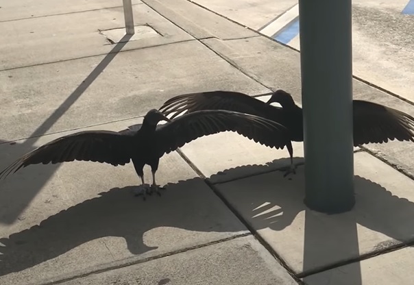 Объяснение видео, на котором грифы неподвижно стоят на тротуаре с распахнутыми крыльями