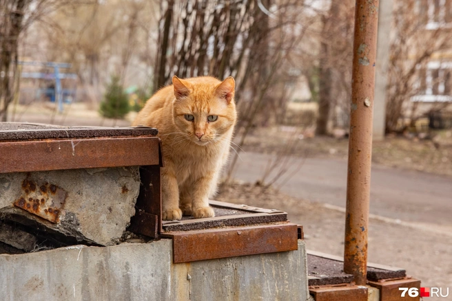 Настоящий весенний кот | Источник: Кирилл Поверинов / 76.RU