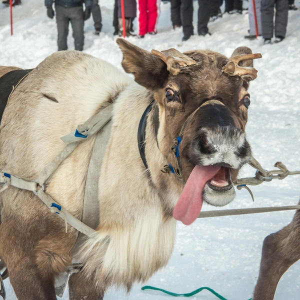 День оленевода в Инте | Источник: Алексей Наумов / предоставлено АНО «Агентство по развитию туризма и продвижению Республики Коми»