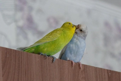 The Best Decision of My Life: A Siberian 3D Sculptor and Her Parakeet Flock