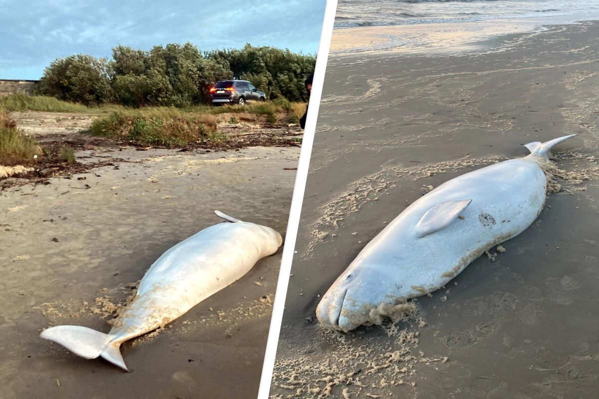 На берег Белого моря выбросило мертвую белуху: местные жители показали фото и видео