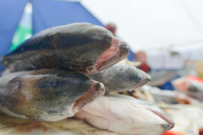 Arkhangelsk fish fillet prices near 800 rubles in 2025