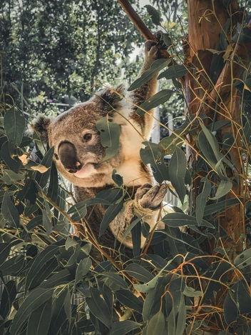 Тут они в безопасности  | Источник: Amanda Sala via Unsplash