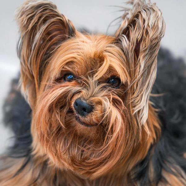 Источник: Comedy Pet Photography Awards