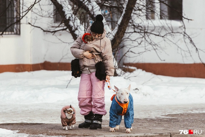В городе утепляются абсолютно все, даже собаки нарядились в куртки | Источник: Артем Бауман / 76.RU