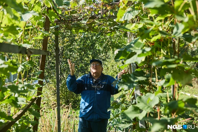 Виноград агроном успешно выращивает 15 лет | Источник: Александр Ощепков / NGS.RU