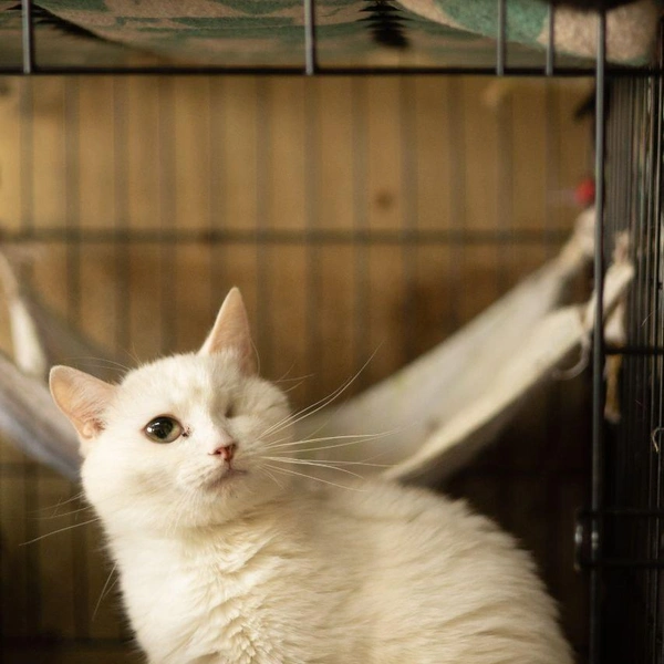 Источник: Елена Гасанова