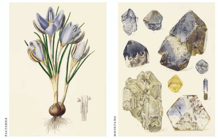 Животные, растения и минералы: гид по всем оттенкам фиолетового, которые можно встретить в природе