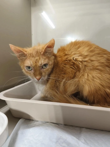 Феня всегда остерегался людей и животных | Источник: приют «Муркот»