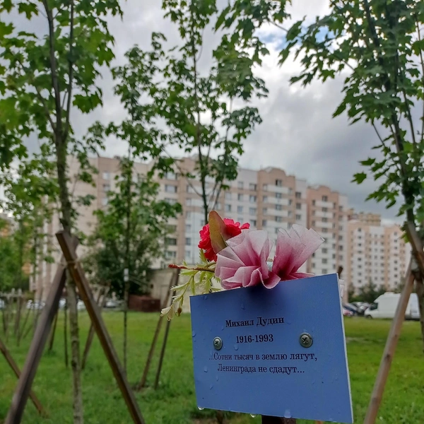 Так выглядела аллея в прошлом | Источник: Шушары