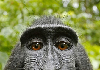 Фотограф выиграл в суде у сделавшей селфи обезьяны
