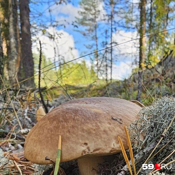 Прятался, но нашли | Источник: Пасека «Медовый уголок», читатель 59.RU