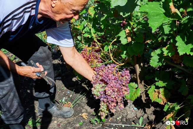Виноградом Юрий Казаков занимается 30 с лишним лет | Источник: Роман Данилкин / 63.RU