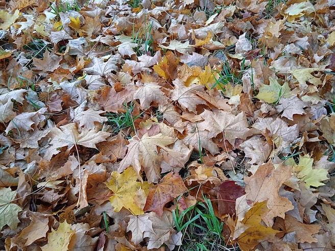 В течение лета клещи покусали 3289 ульяновцев | Источник: Дмитрий Сильнов / 173. RU