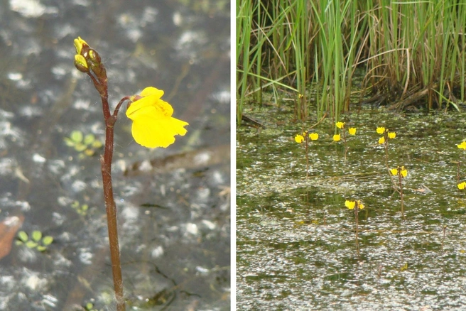Растение питается не только насекомыми, но и ракообразными  | Источник: Николай Николаев, «Грибы. Грибники Омска и Омской области» / omskmushroom / Vk.com