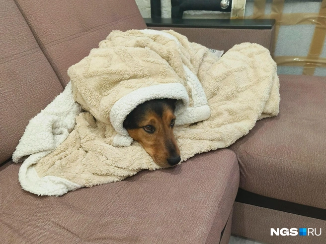 Дома Кубик — милый и добрый пес, который хорошо себя ведет и не доставляет хлопот | Источник: Настасья Медведева / NGS.RU