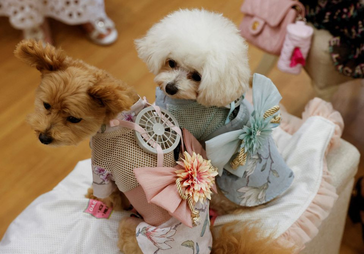 Тоже страдают от пекла: в Японии изобрели охлаждающие костюмы для домашних животных