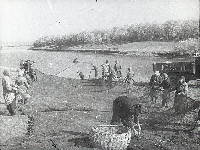 Ловля рыбы неводом. 1950 год | Источник: фотофонд Самарского областного госархива социально-политической истории