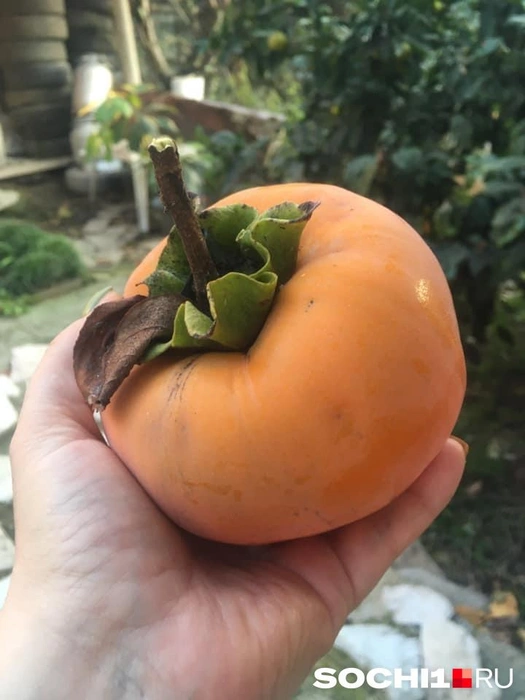 Хурму можно заморозить, а потом есть всю зиму  | Источник: Анна Грицевич / SOCHI1.RU