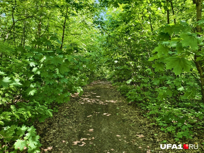 Но в основном вот такая чаща | Источник: Булат Салихов / UFA1.RU