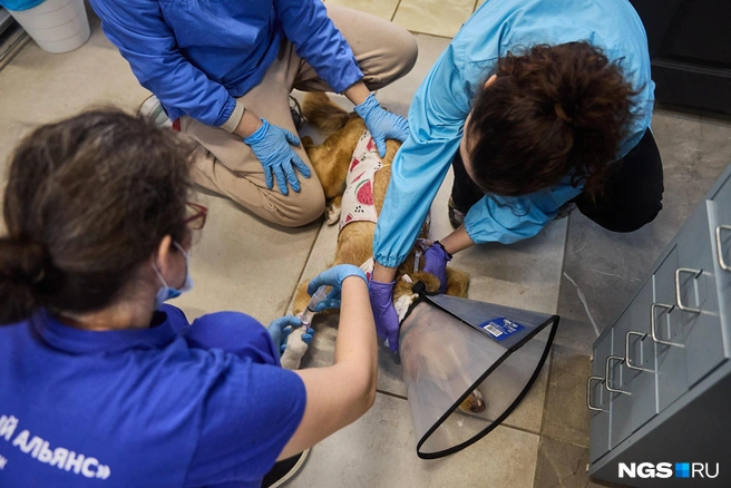 Операционные дни проходят ежемесячно | Источник: Александр Ощепков / NGS.RU