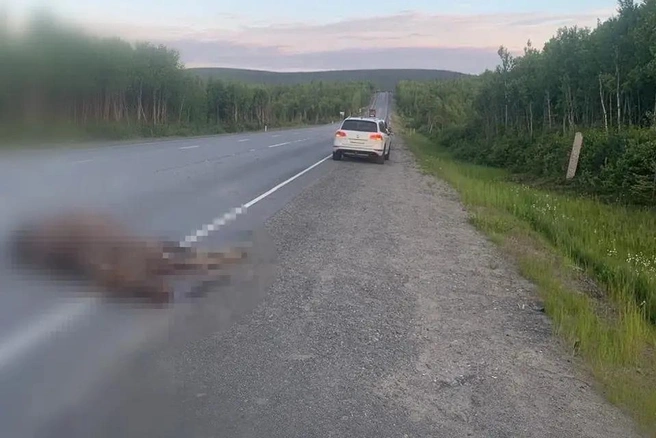 Мертвого лося передали охотоведам | Источник: Госавтоинспекция по Мурманской области