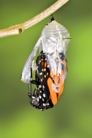 Мастера превращений: как насекомые проходят удивительный путь от личинки до взрослой особи