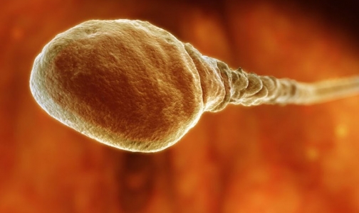 Сперматозоиды по осени считают
