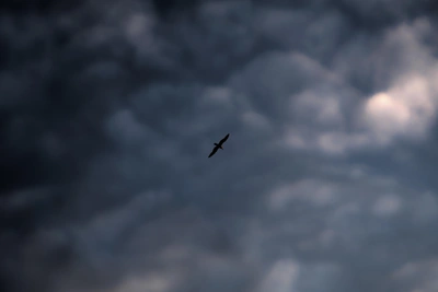 Атака дронов на Кубани: пожар, жертвы и разрушения