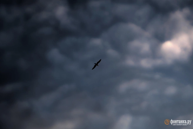 На Кубани действует беспилотная опасность