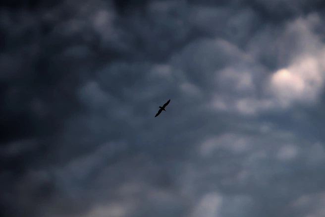 Петербург накроют дожди: подробный прогноз на длинную рабочую неделю | Источник: Павел Каравашкин / FONTANKA.RU