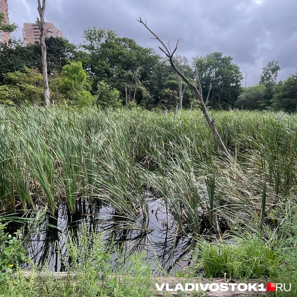Источник: Елена Буйвол / VLADIVOSTOK1.RU