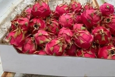 Питайю с червецом не пустили в Забайкалье