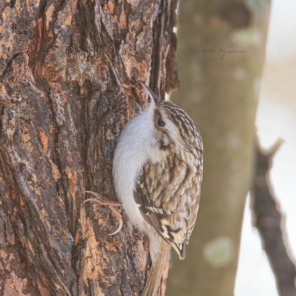 Источник: Антон Кубышкин / Птицы СПб и России