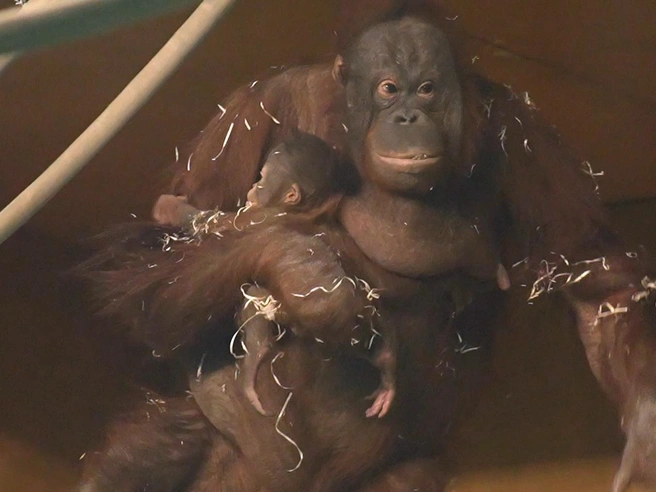 Малышу уже около трех месяцев | Источник: Кадры из Telegram-канала «Новосибирский зоопарк»