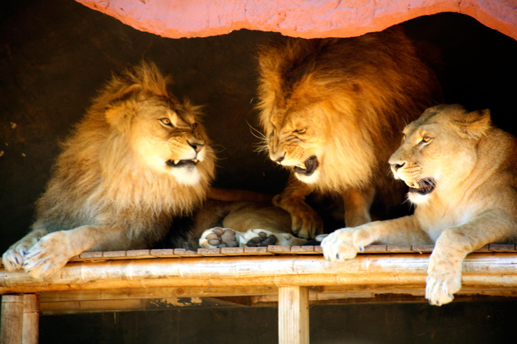 Объявили «код-1»: в зоопарке Сиднея из вольера сбежали пять львов